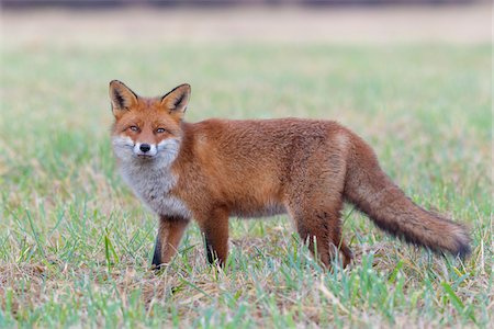 Close-up portrait of alert red fox (Vulpes vulpes) standing in a meadow and looking at camera in Hesse, Germany Photographie de stock - Premium Libres de Droits, Code: 600-09071033
