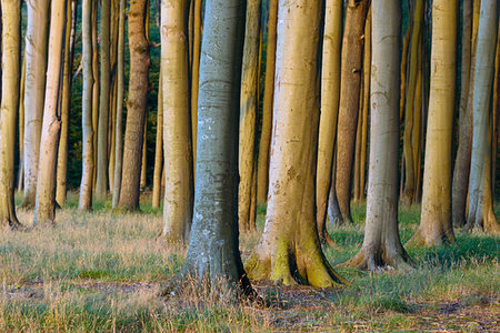 Beech tree in forest at sunset, Ghost Forest (Gespensterwald), Nienhagen, Baltic Sea, Western Pomerania, Mecklenburg-Vorpommern, Germany Photographie de stock - Premium Libres de Droits, Code: 600-09245505