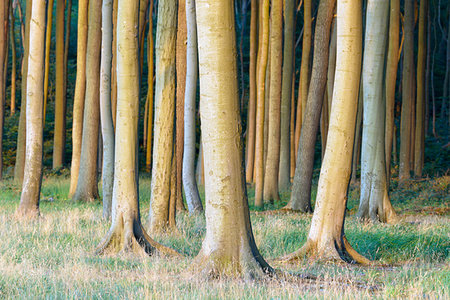 Beech tree in forest at sunset, Ghost Forest (Gespensterwald), Nienhagen, Baltic Sea, Western Pomerania, Mecklenburg-Vorpommern, Germany Photographie de stock - Premium Libres de Droits, Code: 600-09245506