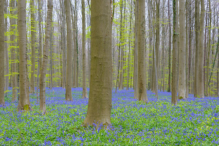 Bluebells forest in the spring, Hallerbos, Halle, Vlaams Gewest, Brussels, Belgium, Europe Photographie de stock - Premium Libres de Droits, Code: 600-09245508