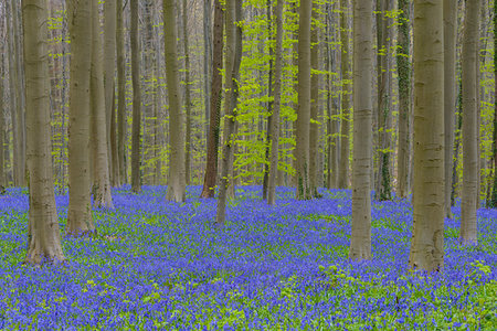 Bluebells forest in the spring, Hallerbos, Halle, Vlaams Gewest, Brussels, Belgium, Europe Stockbilder - Premium RF Lizenzfrei, Bildnummer: 600-09245509