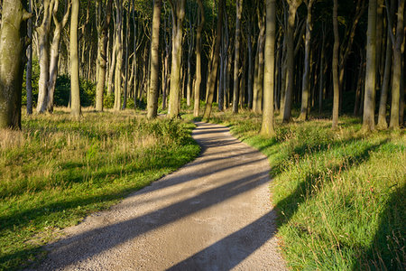 Winding footpath in coast forest at sunset, Ghost Forest (Gespensterwald), Nienhagen, Baltic Sea, Western Pomerania, Mecklenburg-Vorpommern, Germany Stockbilder - Premium RF Lizenzfrei, Bildnummer: 600-09245501