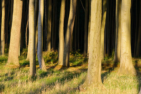 Beech tree in forest at sunset, Ghost Forest (Gespensterwald), Nienhagen, Baltic Sea, Western Pomerania, Mecklenburg-Vorpommern, Germany Foto de stock - Sin royalties Premium, Código: 600-09245502