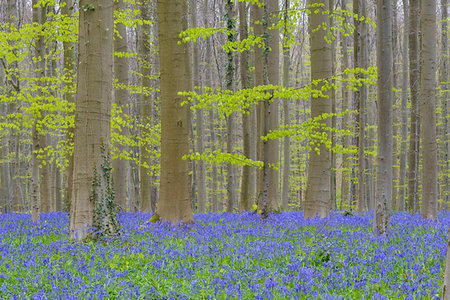 Bluebells forest in the spring, Hallerbos, Halle, Vlaams Gewest, Brussels, Belgium, Europe Foto de stock - Sin royalties Premium, Código: 600-09245510