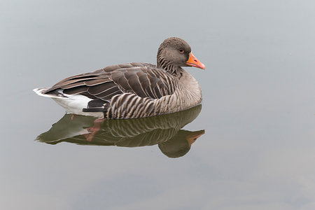 Profile of greylag goose (Anser anser) swimming, Europe Foto de stock - Sin royalties Premium, Código: 600-09245526