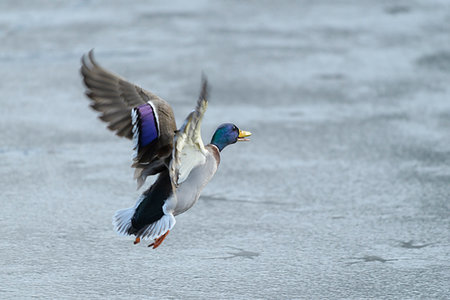 simsearch:600-09245532,k - Side view of a male, mallard duck (Anas platyrhynchos) flying over water in winter, Europe Photographie de stock - Premium Libres de Droits, Code: 600-09245534