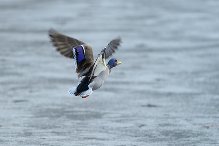 simsearch:600-09245532,k - Side view of a male, mallard duck (Anas platyrhynchos) flying over water in winter, Europe Photographie de stock - Premium Libres de Droits, Code: 600-09245535