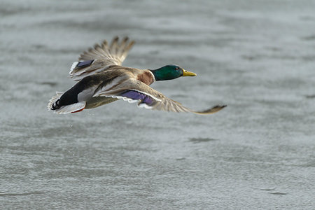 simsearch:400-06640889,k - Side view of a male, mallard duck (Anas platyrhynchos) flying over water in winter, Europe Foto de stock - Royalty Free Premium, Número: 600-09245536