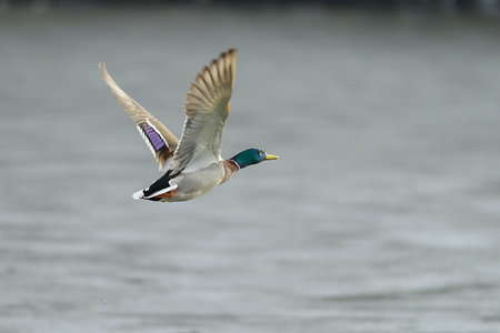 simsearch:600-09245532,k - Side view of a male, mallard duck (Anas platyrhynchos) flying over water in winter, Europe Photographie de stock - Premium Libres de Droits, Code: 600-09245538