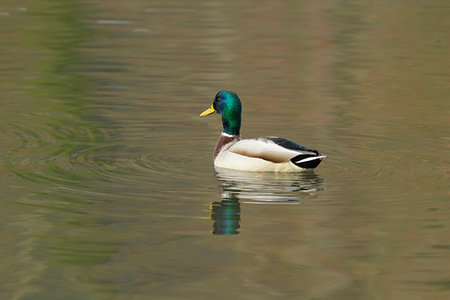 simsearch:600-09245532,k - Side view of a male, mallard duck (Anas platyrhynchos) swimming, Europe Photographie de stock - Premium Libres de Droits, Code: 600-09245540