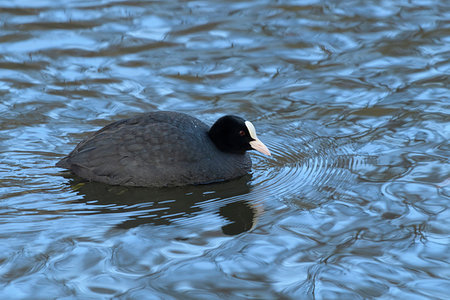 foulque - Eurasian coot (black coot, Fulica atra) swimming in water, Europe Foto de stock - Sin royalties Premium, Código: 600-09245541