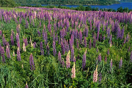 simsearch:700-00160368,k - Lupins Shampers Bluff, New Brunswick Canada Stock Photo - Premium Royalty-Free, Code: 600-00004094