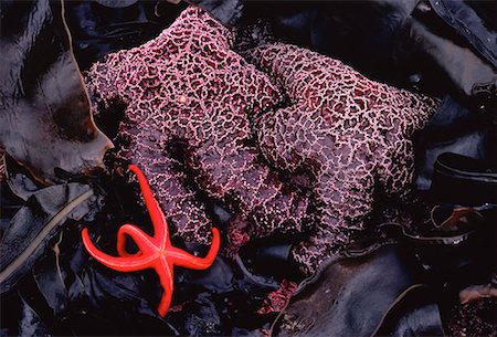Starfish, Queen Charlotte Islands British Columbia, Canada Stock Photo - Premium Royalty-Free, Code: 600-00006221