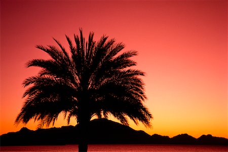 simsearch:600-00013381,k - Silhouette of Palm Tree at Sunrise Near Guaymas, Mexico Stock Photo - Premium Royalty-Free, Code: 600-00006240