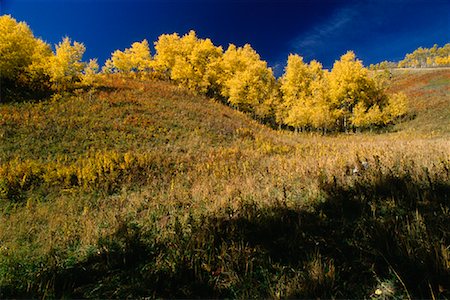 simsearch:600-00014458,k - Autumn Aspen Turner Valley, Alberta, Canada Stock Photo - Premium Royalty-Free, Code: 600-00007215