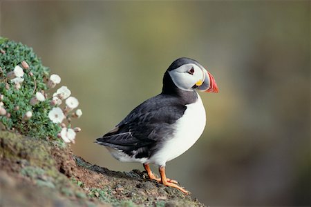 Puffin Wales Foto de stock - Sin royalties Premium, Código: 600-00007490