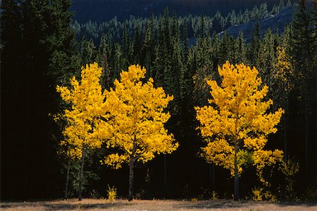 simsearch:600-00076773,k - Autumn Colour Kootenay Plains, Alberta, Canada Foto de stock - Sin royalties Premium, Código: 600-00009281