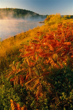 sumac - Sumac en automne New Brunswick, Canada Photographie de stock - Premium Libres de Droits, Code: 600-00009322