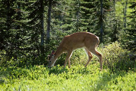 simsearch:600-01072454,k - Mule Deer Eating Greens Glacier National Park Montana, USA Foto de stock - Sin royalties Premium, Código: 600-00002098