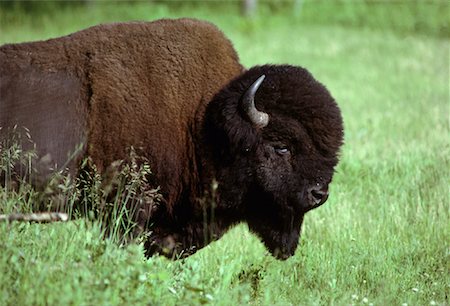 Bison le Parc National Elk Island (Alberta), Canada Photographie de stock - Premium Libres de Droits, Code: 600-00002148