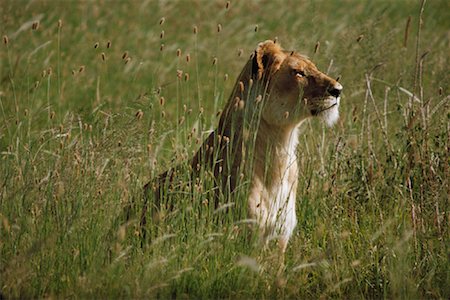 simsearch:600-00054079,k - Female Lion Masai Mara Kenya Stock Photo - Premium Royalty-Free, Code: 600-00002550