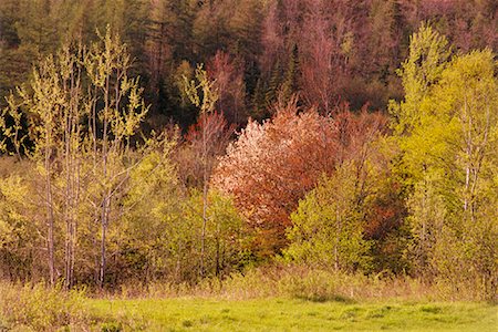 simsearch:600-02957663,k - Spring Forest, Grey Mills, New Brunswick, Canada Foto de stock - Sin royalties Premium, Código: 600-00003877