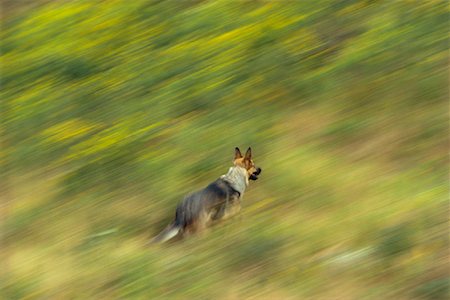 simsearch:600-00073362,k - German Shepherd New Brunswick, Canada Foto de stock - Sin royalties Premium, Código: 600-00003960