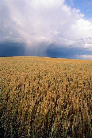 Wheat Field Near Swift Current, Saskatchewan Canada Stock Photo - Premium Royalty-Free, Code: 600-00015006
