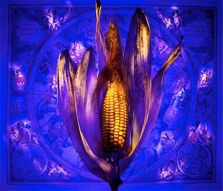 Ear of Dried Corn Photographie de stock - Premium Libres de Droits, Code: 600-00015691