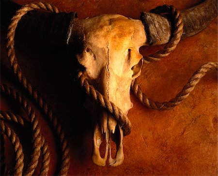 Cow Skull and Rope Foto de stock - Sin royalties Premium, Código: 600-00016182