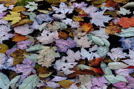 Leaves in Autumn Quebec, Canada Stock Photo - Premium Royalty-Free, Code: 600-00016448