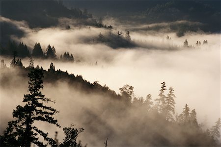 forêt de séquoias - Forêt de séquoias de Californie, Etats-Unis Photographie de stock - Premium Libres de Droits, Code: 600-00017072