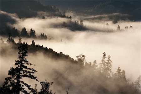 sequoia - Redwood Forest California, USA Stock Photo - Premium Royalty-Free, Code: 600-00017072