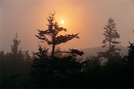 simsearch:600-02957666,k - Silhouette of Trees at Sunset Fundy National Park New Brunswick, Canada Foto de stock - Sin royalties Premium, Código: 600-00018235