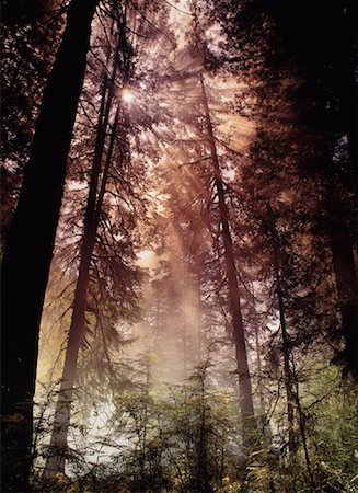 forêt de séquoias - Prairie Creek Redwoods State Park, Californie, USA Photographie de stock - Premium Libres de Droits, Code: 600-00018656