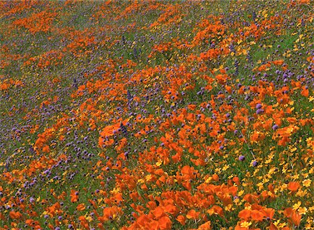simsearch:600-03294960,k - Fleurs sauvages Antelope Valley, Californie, États-Unis Photographie de stock - Premium Libres de Droits, Code: 600-00012696