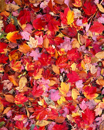 Automne, feuilles d'érable Rouge River Park (Ontario), Canada Photographie de stock - Premium Libres de Droits, Code: 600-00013883