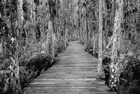 Boardwalk Through Everglades Florida, USA Stock Photo - Premium Royalty-Free, Code: 600-00024964