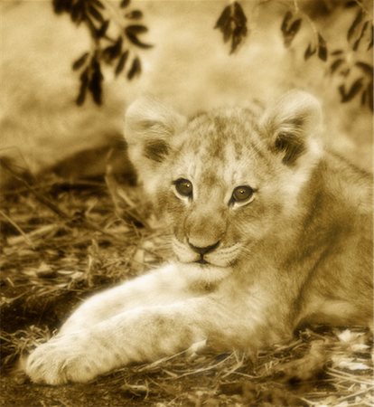 simsearch:600-00045680,k - Portrait of Lion Cub Sabi Sands Game Reserve South Africa Foto de stock - Sin royalties Premium, Código: 600-00025735