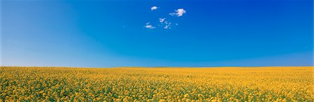 roy ooms - Canola Field and Sky Stock Photo - Premium Royalty-Free, Code: 600-00025793
