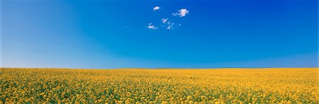 roy ooms - Canola Field and Sky Foto de stock - Sin royalties Premium, Código: 600-00025793