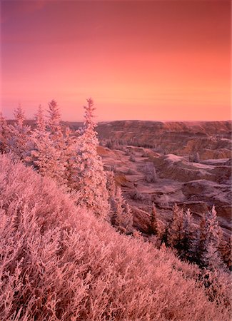 simsearch:600-00037521,k - Hoar Frost at Sunrise Near Horseshoe Canyon, Badlands Alberta, Canada Stock Photo - Premium Royalty-Free, Code: 600-00027440