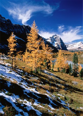 simsearch:600-00077279,k - Autumn Larch, Opabin Plateau Yoho National Park British Columbia, Canada Foto de stock - Sin royalties Premium, Código: 600-00027442