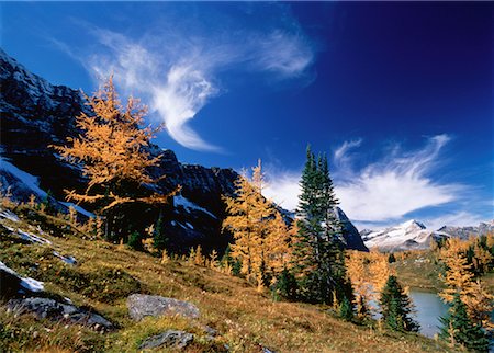 simsearch:600-00076773,k - Autumn Larch, Opabin Plateau Yoho National Park British Columbia, Canada Foto de stock - Sin royalties Premium, Código: 600-00027443