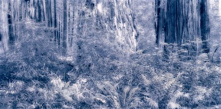 forêt de séquoias - Redwood Forest en Californie du Nord, USA Photographie de stock - Premium Libres de Droits, Code: 600-00027577