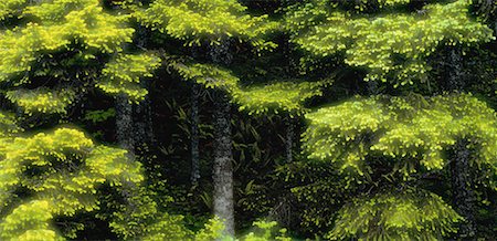 Cedar Trees Oregon, USA Foto de stock - Royalty Free Premium, Número: 600-00027580