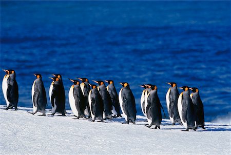 King Penguins Gold Harbour, Südgeorgien, Antarktis Inseln Stockbilder - Premium RF Lizenzfrei, Bildnummer: 600-00027715