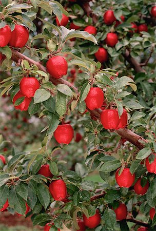 Apple Orchard, British Columbia, Canada Stock Photo - Premium Royalty-Free, Code: 600-00027761