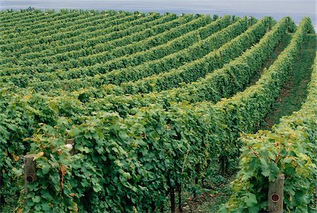 simsearch:600-03641243,k - Vineyard, Penticton, British Columbia, Canada Foto de stock - Sin royalties Premium, Código: 600-00027762