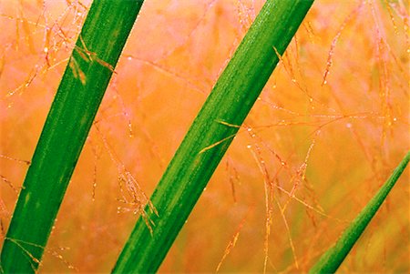 simsearch:600-00043093,k - Close-Up of Fresh Cattail Reeds With Dew Alberta, Canada Fotografie stock - Premium Royalty-Free, Codice: 600-00028088